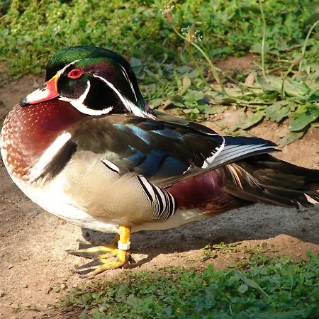 Le Moulin Отель типа 