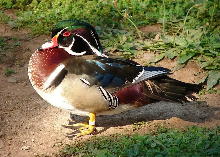 Le Moulin Oda ve Kahvaltı
